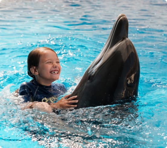 A dolphin swim